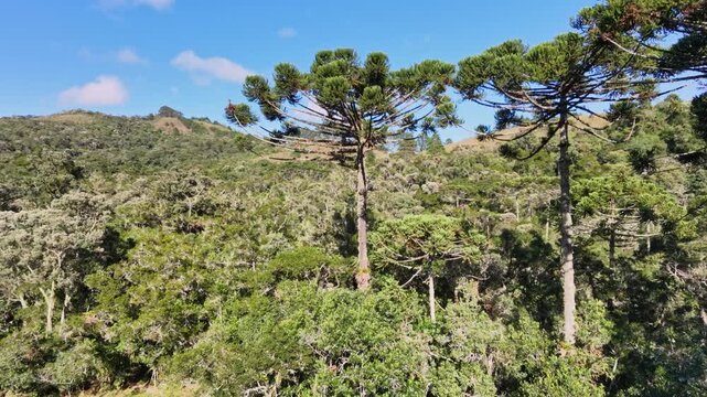 Aerial view of a brazilian rainforest with Araucaria trees