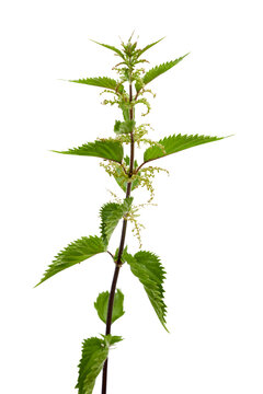 nettle plant isolated on white or transparent png