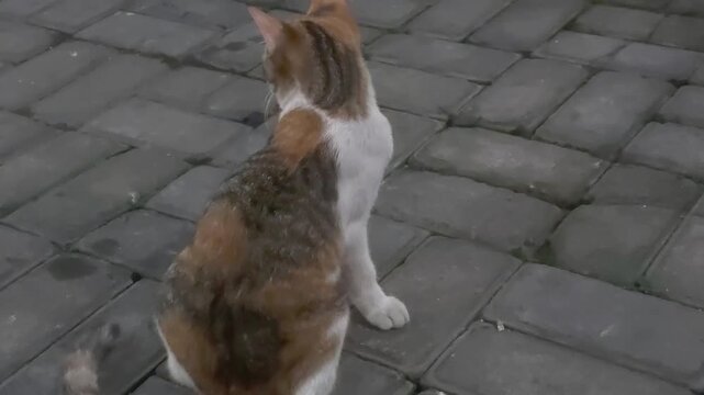 Domestic calico cat sitting in a funny pose then rolling over on the pavement.