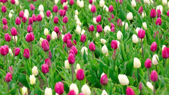 Pink and white tulips growing in a field