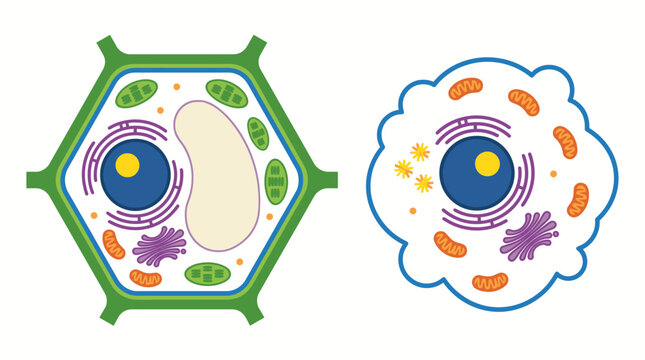 Illustrated comparison of plant cell and animal cell structures.