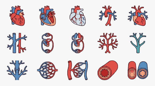 Collection of Medical Icons Representing Human Circulatory System Anatomy.