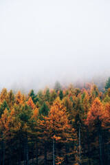 Fototapeta premium Misty autumn morning in mountain forest with colorful treetops surrounded by haze. Natural texture for background.