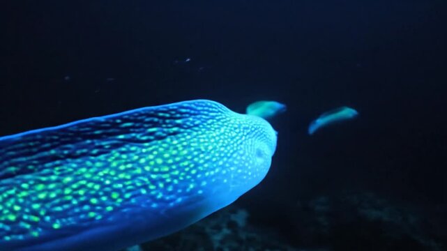 Electric Eel with Glowing Spots in Dark Underwater Environment