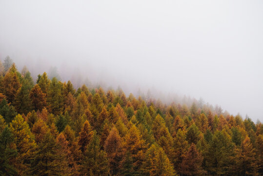 Nature background with colorful autumn forest surrounded by white haze in the Alps. Mountain landscape.