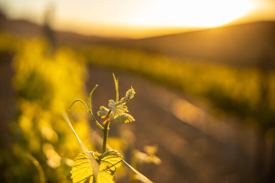 Young Grapevine Shoot at Sunset in Western Cape Vineyard