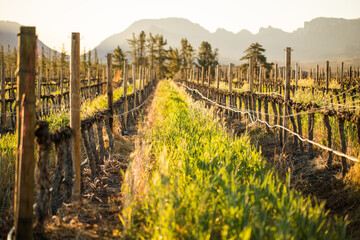 Fototapeta premium Dormant Wine Grape Vineyard at Golden Hour Western Cape