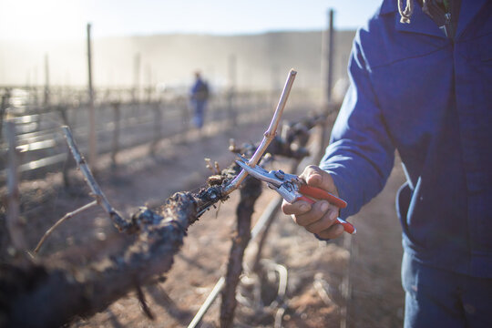 Worker Pruning Dormant Wine Grape Vines in Western Cape Vineyard