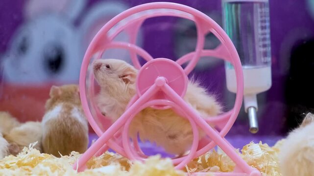 Albino rats, Marshmallow's First Spin! The Cutest Little Gentleman Does a Spin Trick,
