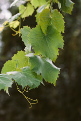 Fototapeta premium Fresh Green Grapevine Leaves and Tendrils in Western Cape Vineyard