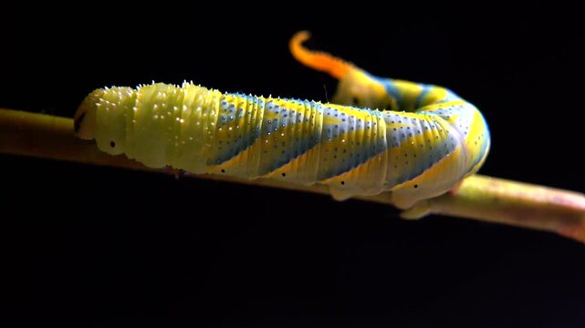 Close-up macro shot of a large yellow Death's-head Hawkmoth caterpillar crawling along a twig. Detailed view of its unique body segments, textured horn, and movement
