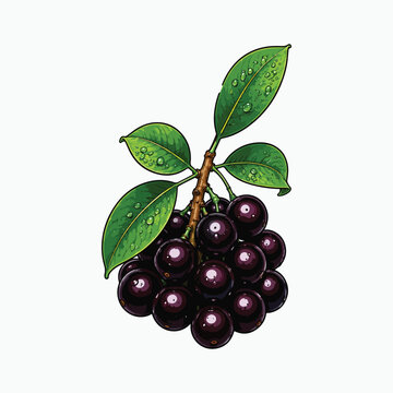 Jabuticaba fruit botanical vector illustration