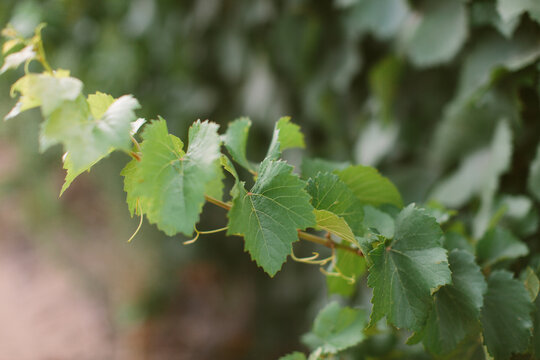 Young Grapevine Shoot with Fresh Green Leaves in Vineyard