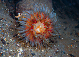 Dahlia sea anemone © Sakis Lazarides