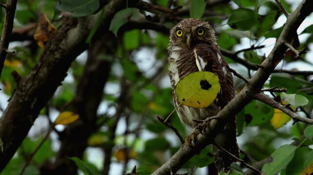 Closeup wildlife video of an Asian barred owlet (Glaucidium cuculoides) naturally perching on a tree branch during daytime in the lush monsoon forests of Himachal Pradesh, India.
