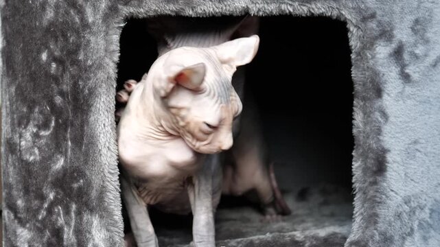 Young sphynx cat is kneading other female in cats hide, but it doesn't like it and trying to escape. The box is moving as it's fixed on the top of cat tree, close up shot.
