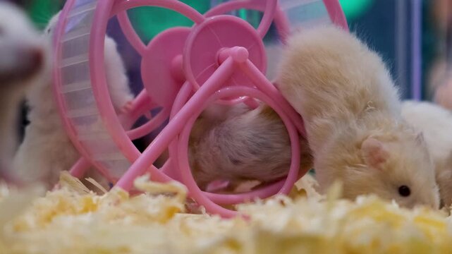 Albino rats, Marshmallow's First Spin! The Cutest Little Gentleman Does a Spin Trick,
