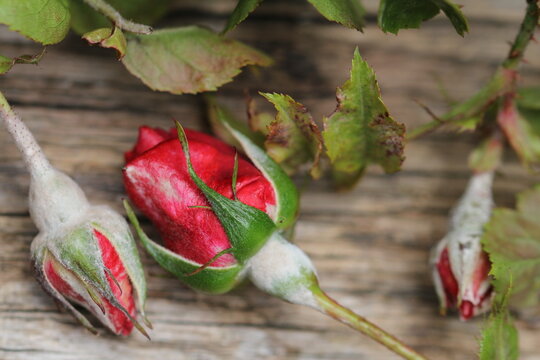 Powdery mildew on rose buds