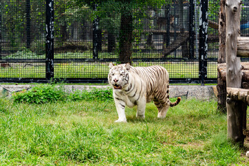 White Tiger Walking in a Zoo Enclosure © TrieuBao