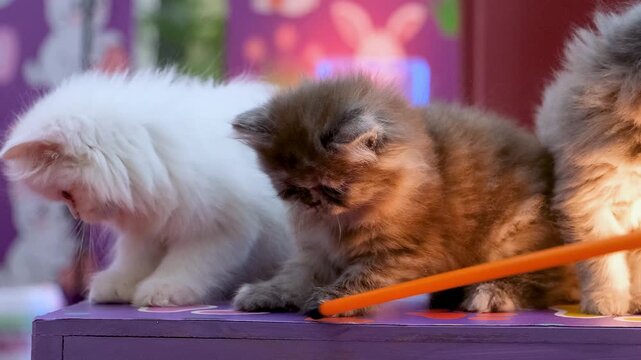 Fluffy Friends, Furry Cats Having the Best Playtime! Sweet and Gentle Playtime with Two Fluffy Cats