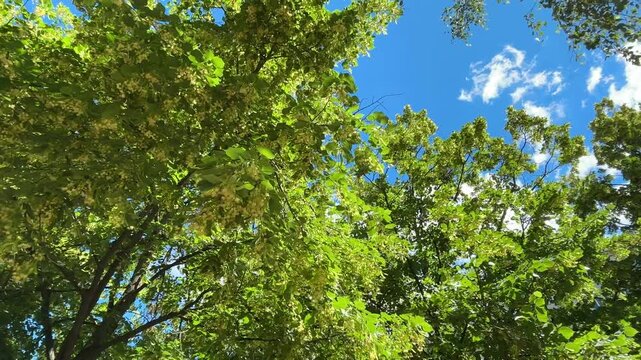 Linden tree branches with flowers and green foliage	
