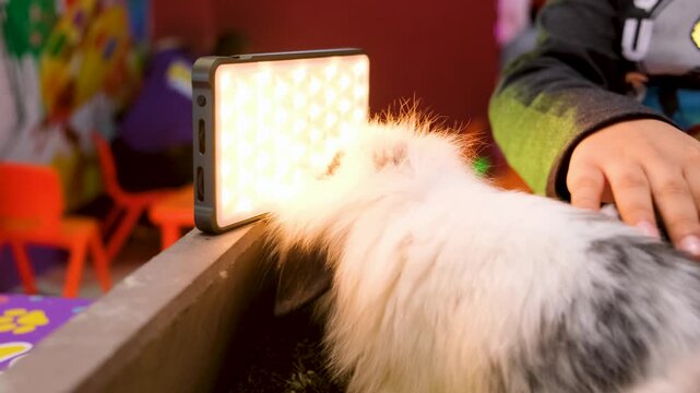 Fluffy Friends, Furry Cats Having the Best Playtime! Sweet and Gentle Playtime with Two Fluffy Cats