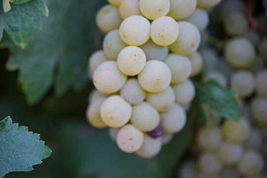 Close Up Cluster of White Wine Grapes on the Vine