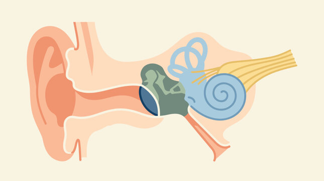 Detailed Colored Cross Section Illustration Of Human Ear Anatomy.