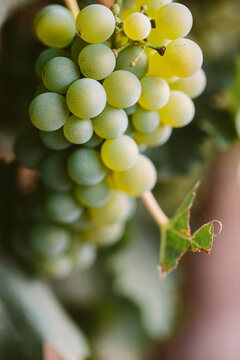Close Up Bunch of White Wine Grapes on Vine Western Cape