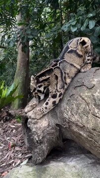 Clouded leopard sharpening claws on a log in the forest