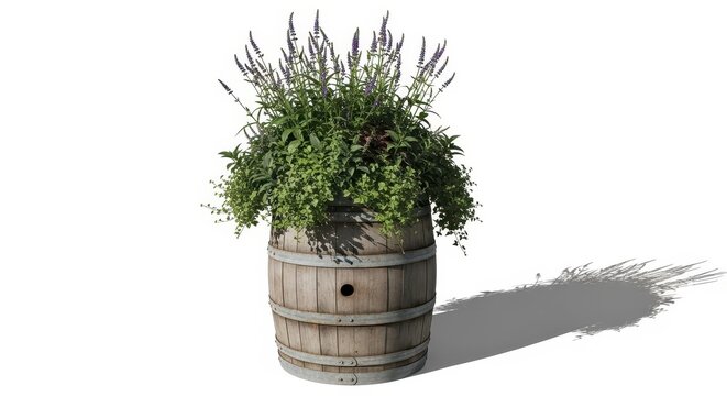 Rustic wooden wine barrel planter filled with purple salvia and trailing green foliage isolated on white background