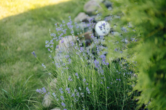 Beautiful blooming purple lavender bushes growing in a cozy backyard garden lawn, summer landscaping concept