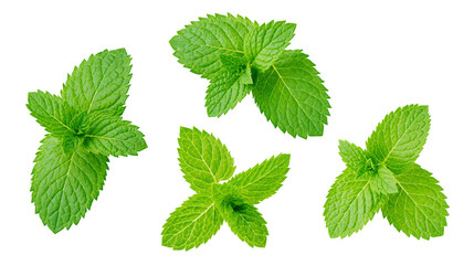 Fresh green mint leaves sprigs arrangement © Theodore