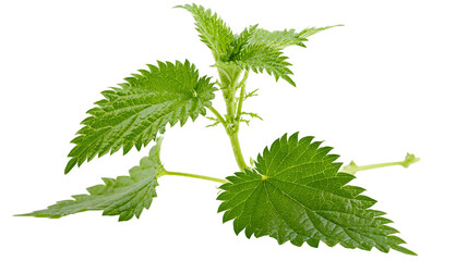 Green stinging nettle plant branch with serrated leaves © Theodore