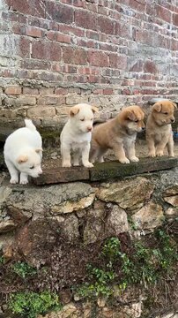 Four cute fluffy puppies standing on Stone brick wall 