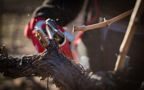 Pruning Shears Cutting Grapevine Cane in Winter Vineyard