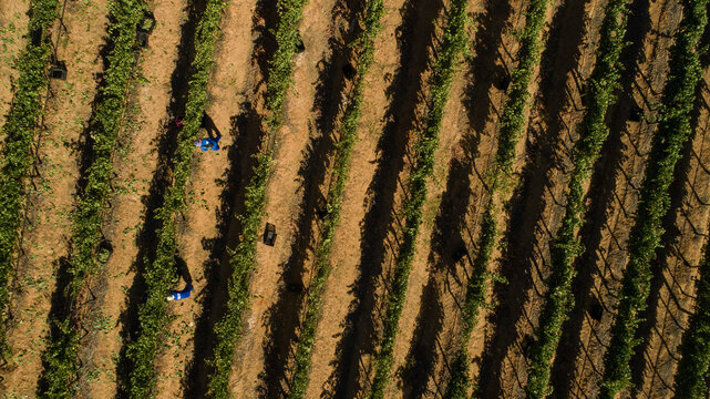 Aerial View of Wine Grape Vineyard Harvest Workers Western Cape