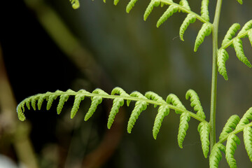 bright green young fern leaves photographed close up against a dark blurry background © Haidar Mujiono