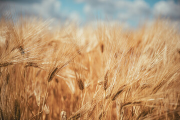 Obraz premium Mature barley plants illuminated by natural sunlight in open countryside. Grain farming, crop yield, food production and agricultural industry theme.