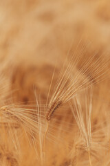 Obraz premium Mature barley spikes glowing in warm natural light. Rural landscape, grain production, food supply and sustainable agriculture theme.