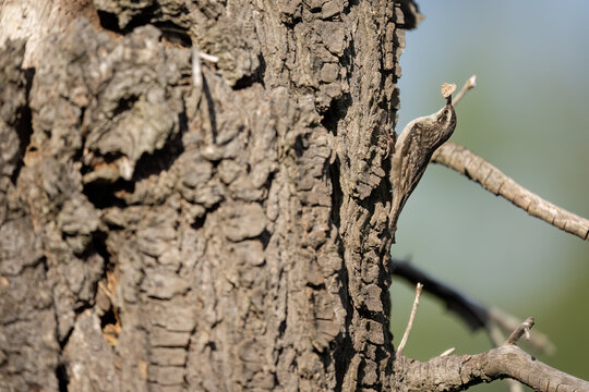 Bar tailed treecreeper carrying food in its beak while climbing a pine trunk.