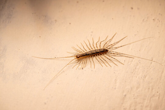 Detailed macro photograph of a house centipede resting on a light-colored wall surface.