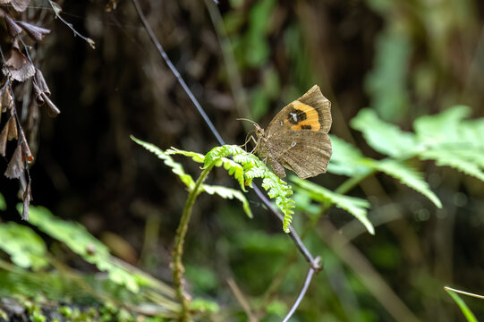 Forest Butterfly Pterodecta felderi Close-Up