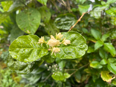 Close-up view of a plant with green leaves and yellow flowers in a natural outdoor environment