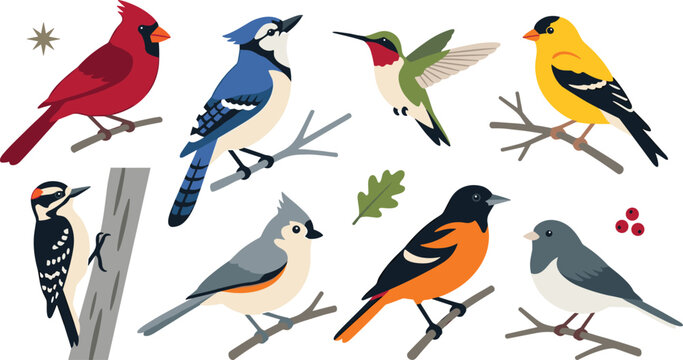 Colorful Songbird Vector Collection Featuring Cardinal Blue Jay Hummingbird Goldfinch Woodpecker Oriole Dove and Forest Birds