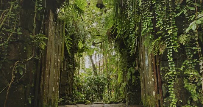 Ancient stone gate stands covered in lush green vines, ferns, and tropical foliage, revealing a mystical path leading deeper into dense, vibrant rainforest of Bali, Indonesia. Jungle forest background