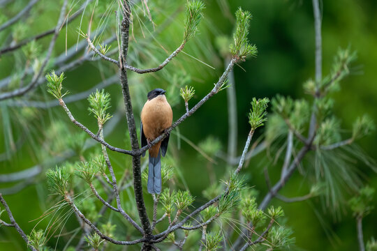 A Rufous Sibia perched gracefully among pine branches in a lush mountain forest setting.