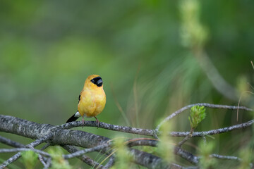 Fototapeta premium The vibrant colors of the Orange Bullfinch stand out beautifully against a blurred natural background.