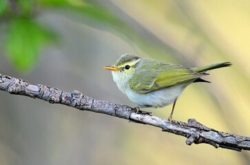Obraz premium Lemon-rumped warbler resting quietly on a branch in woodland surroundings.