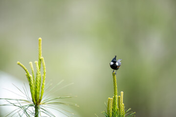 A black-crested tit perched gracefully on a fresh pine shoot with a soft green blurred background creating a clean and natural wildlife composition. © tahir